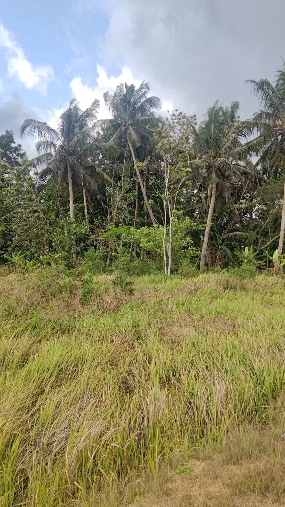 Tanah Seluas 3682 Meter Persegi Lokasi Strategis Dekat Bandara YIA 