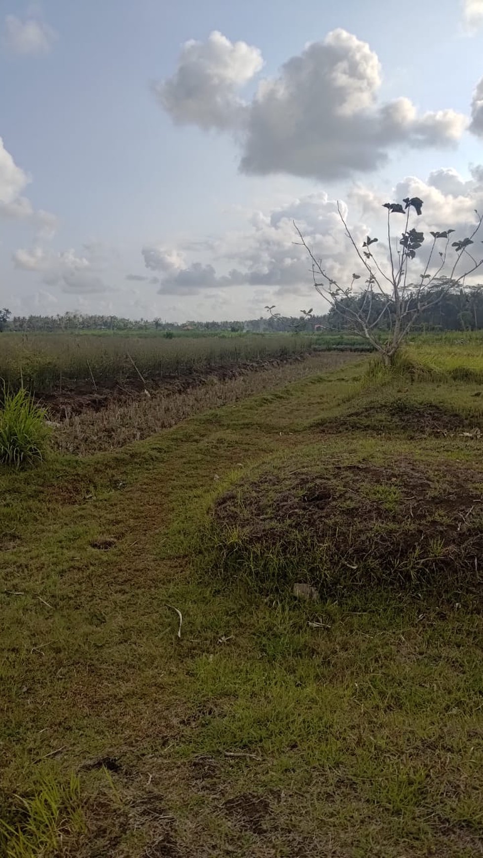 Tanah Seluas 3682 Meter Persegi Lokasi Strategis Dekat Bandara YIA 