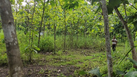 Tanah Tegalan 735 Meter Persegi Di Jl Semanu Gunung Kidul 