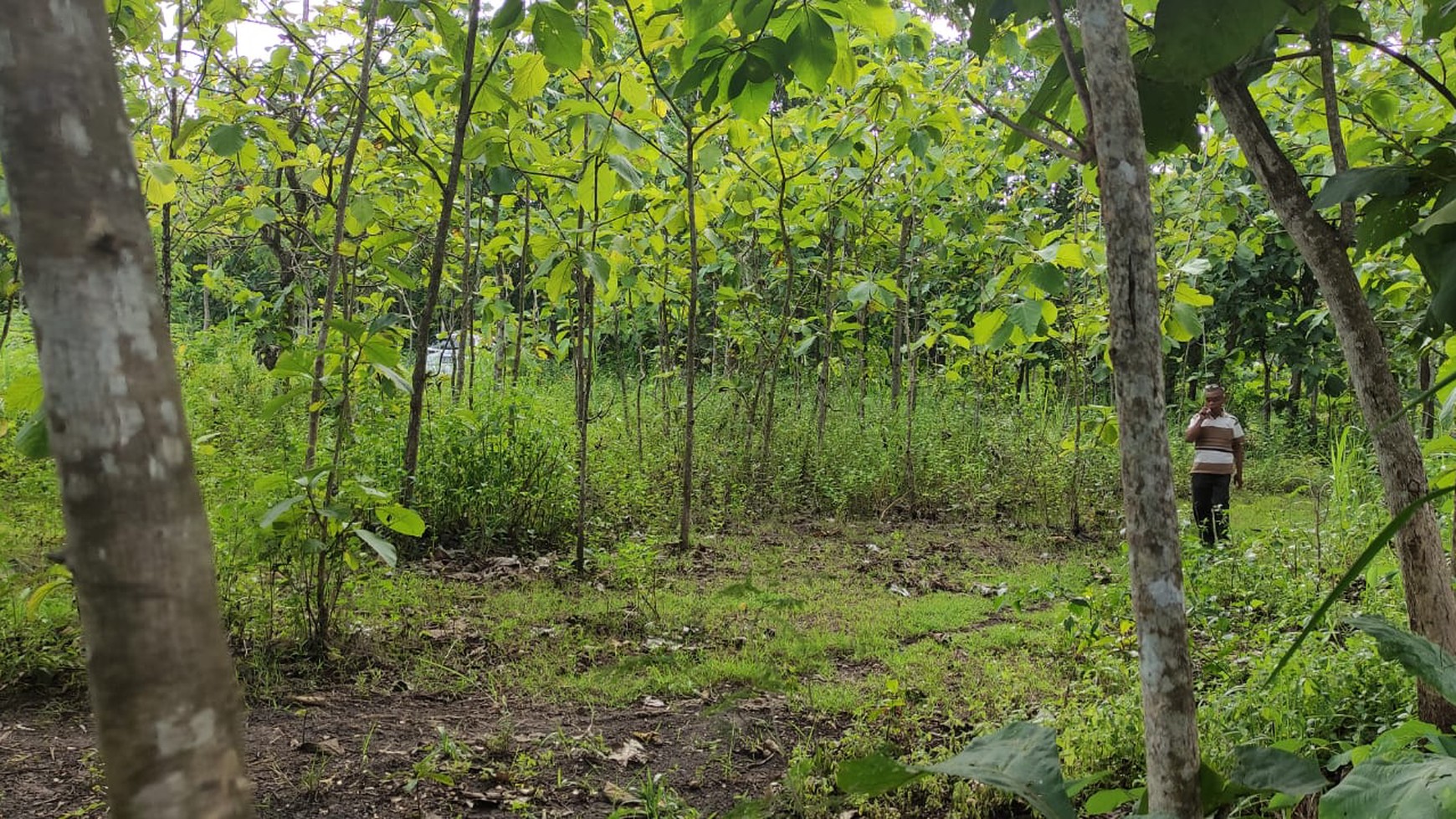 Tanah Tegalan 735 Meter Persegi Di Jl Semanu Gunung Kidul
