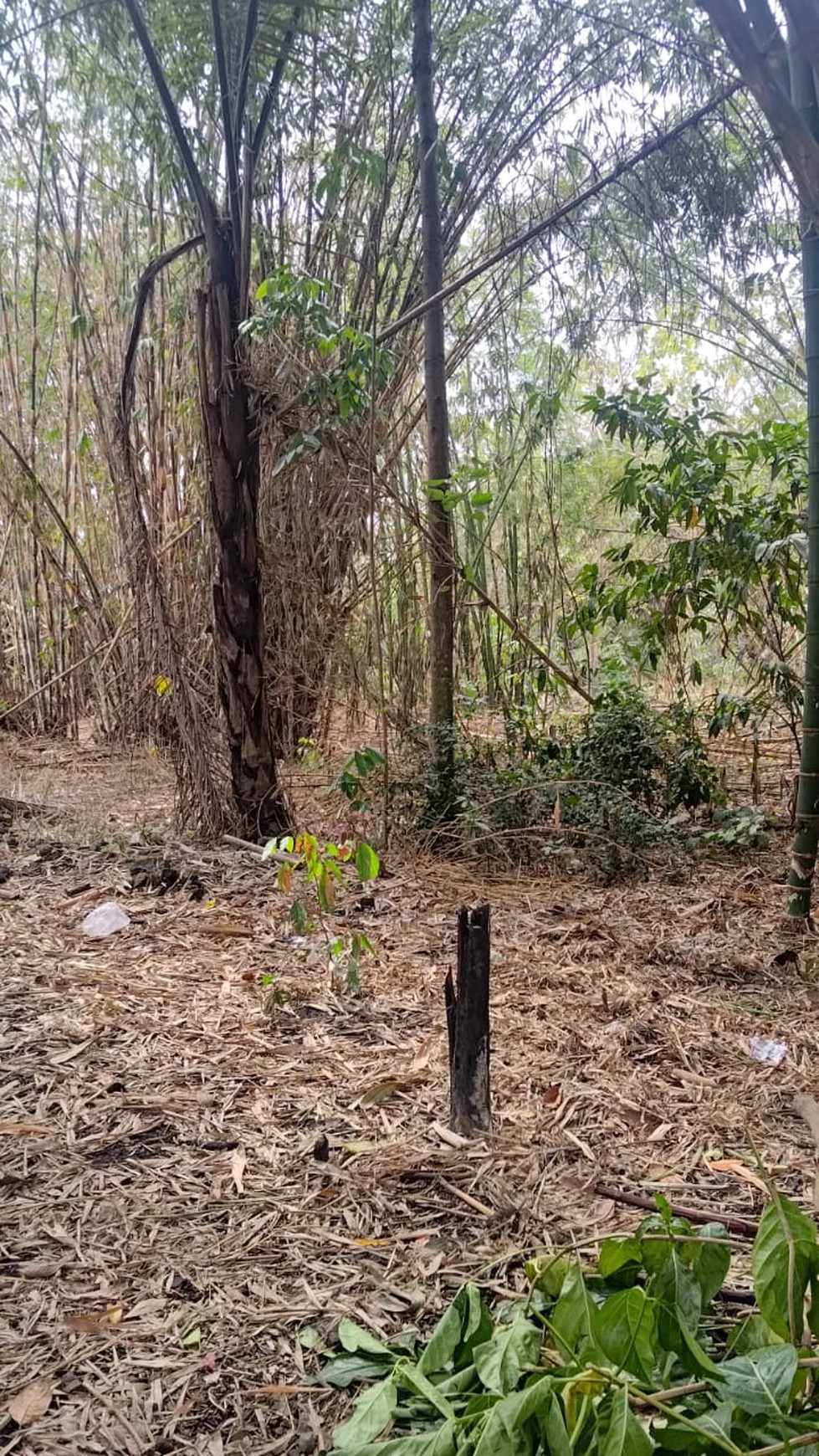 Tanah Luas 1552 Meter Persegi Lokasi Strategis di Jl Jongke Mlati Sleman 