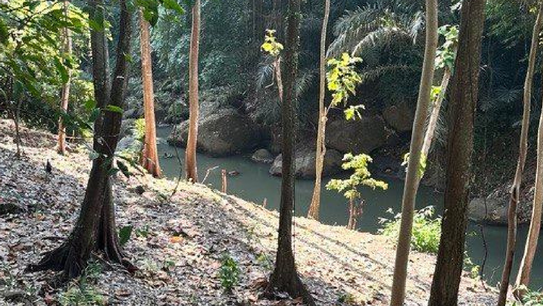 Lush Land Plot River View Near Canggu - Cepaka Bali