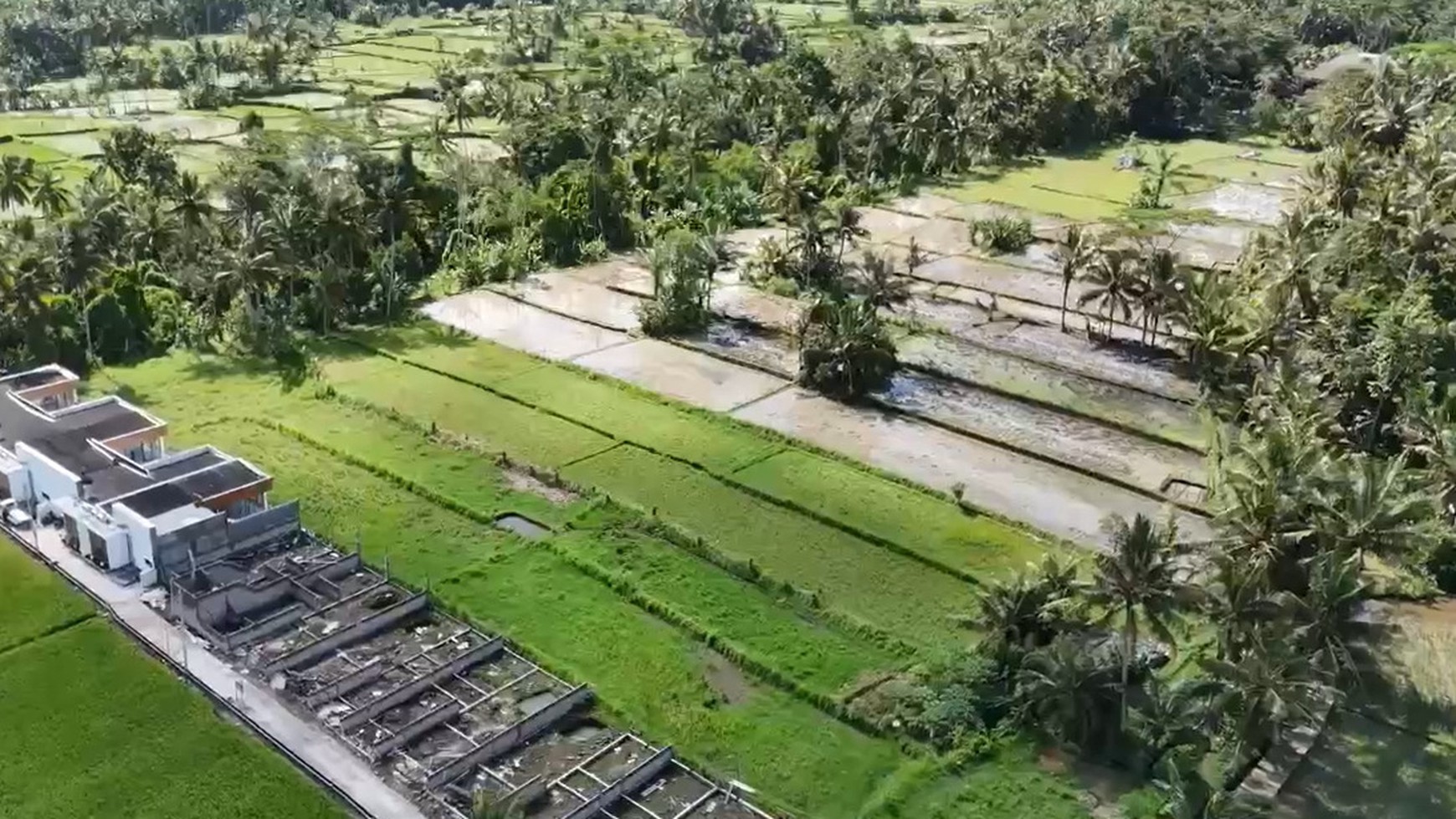 Prime 3.130 sqm of Leasehold Land with Stunning Rice Field Views in Ubud - Walking Distance from Empathy School