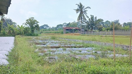 Tanah Sawah Luas 447 Meter Persegi Lokasi Dekat RSUD Sleman 