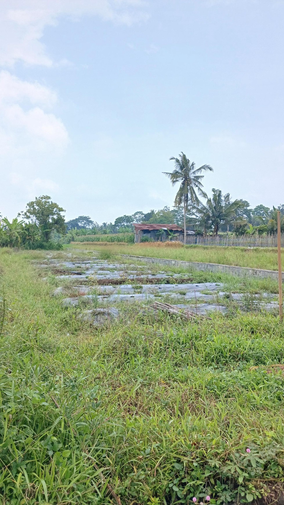 Tanah Sawah Luas 447 Meter Persegi Lokasi Dekat RSUD Sleman 