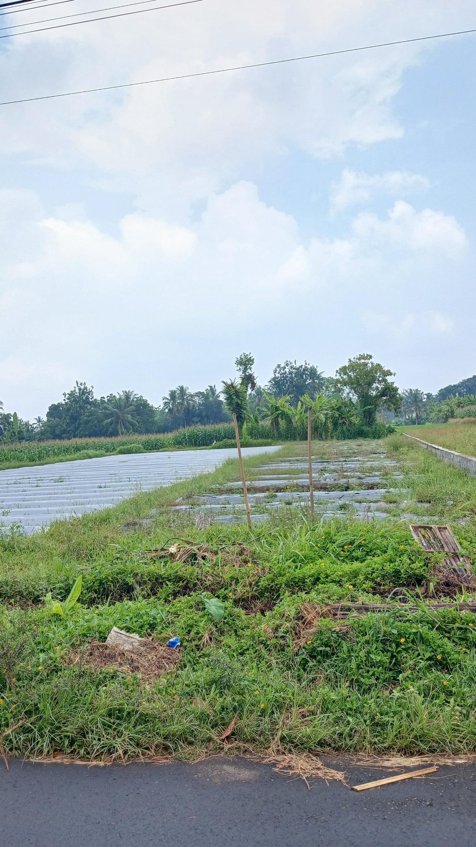 Tanah Sawah Luas 447 Meter Persegi Lokasi Dekat RSUD Sleman 