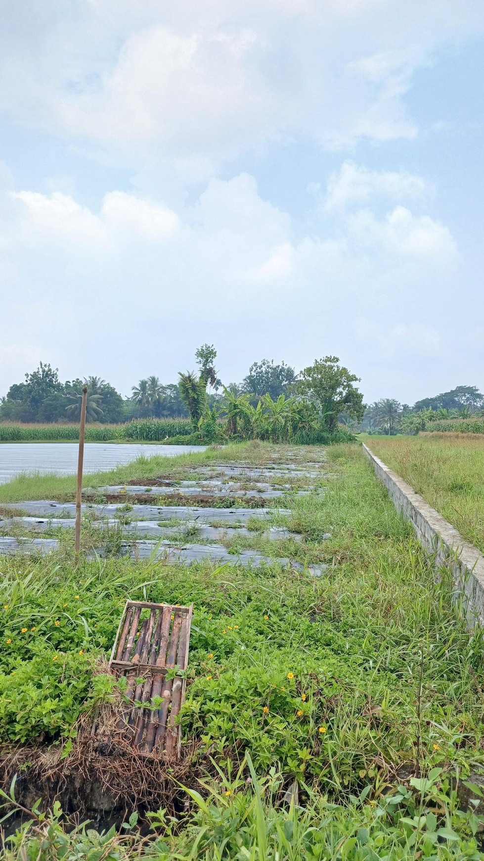 Tanah Sawah Luas 447 Meter Persegi Lokasi Dekat RSUD Sleman 