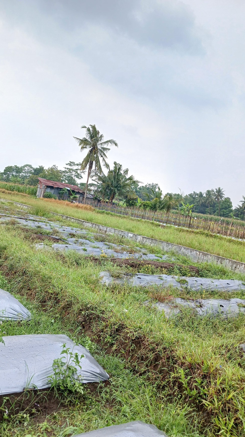 Tanah Sawah Luas 447 Meter Persegi Lokasi Dekat RSUD Sleman 