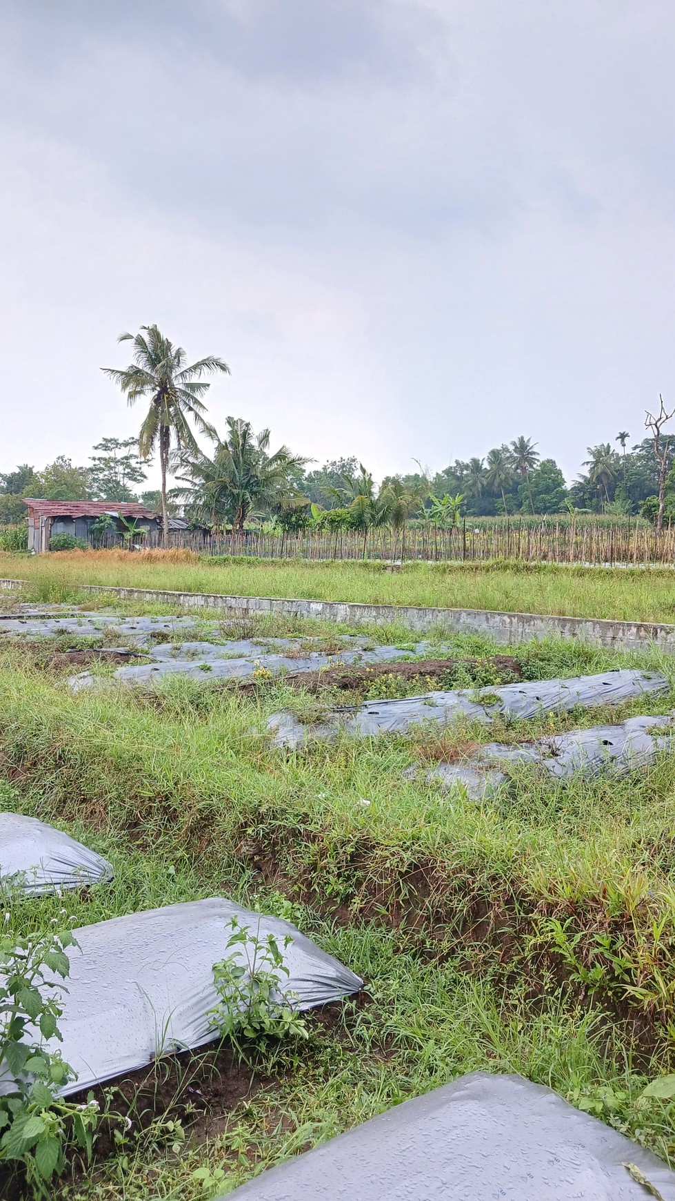 Tanah Sawah Luas 447 Meter Persegi Lokasi Dekat RSUD Sleman 