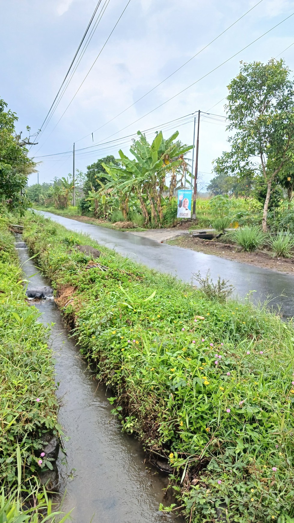 Tanah Sawah Luas 447 Meter Persegi Lokasi Dekat RSUD Sleman 