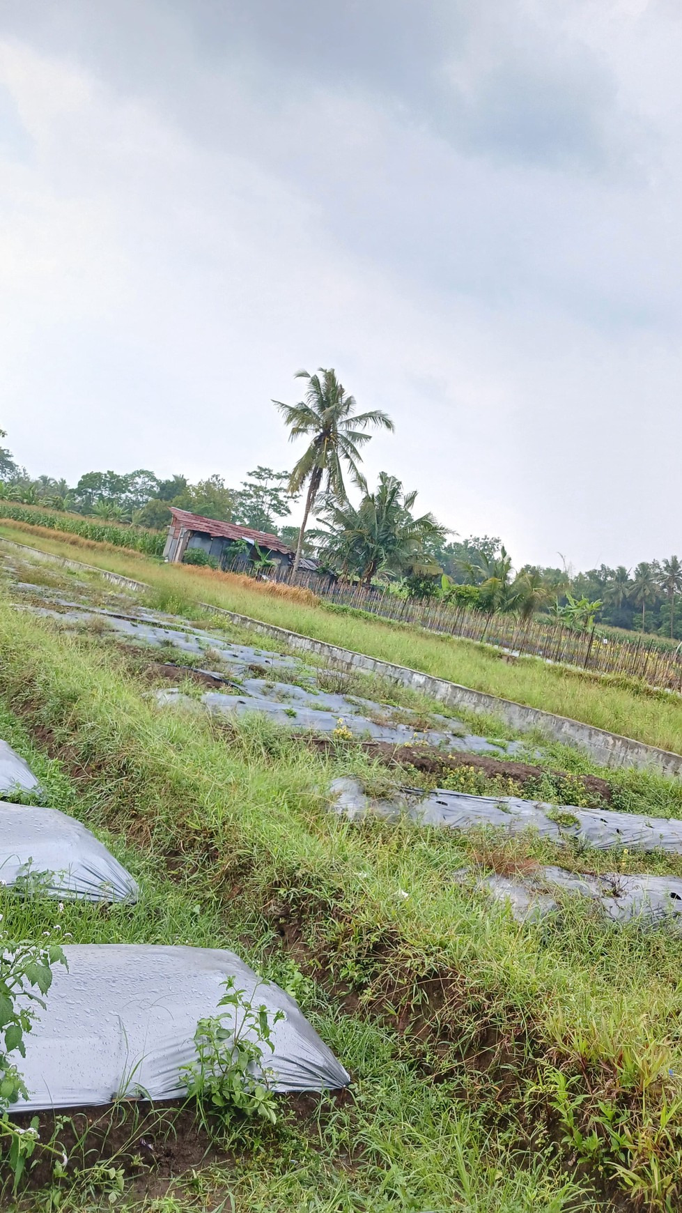 Tanah Sawah Luas 447 Meter Persegi Lokasi Dekat RSUD Sleman 