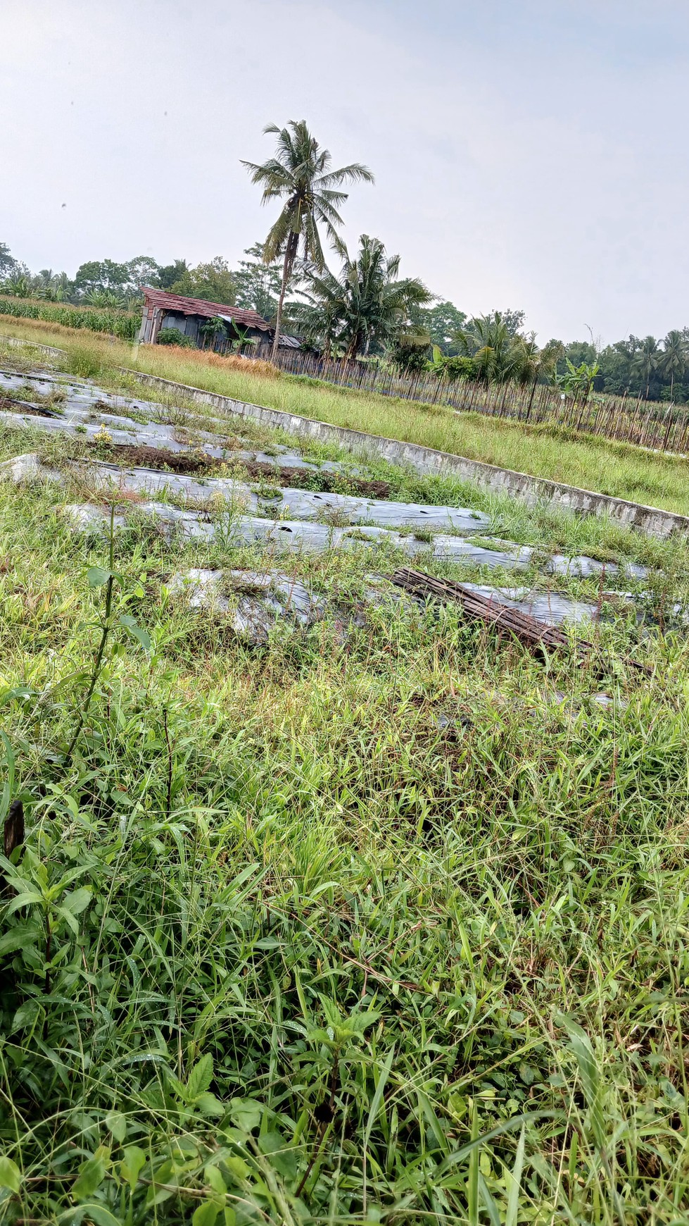 Tanah Sawah Luas 447 Meter Persegi Lokasi Dekat RSUD Sleman 