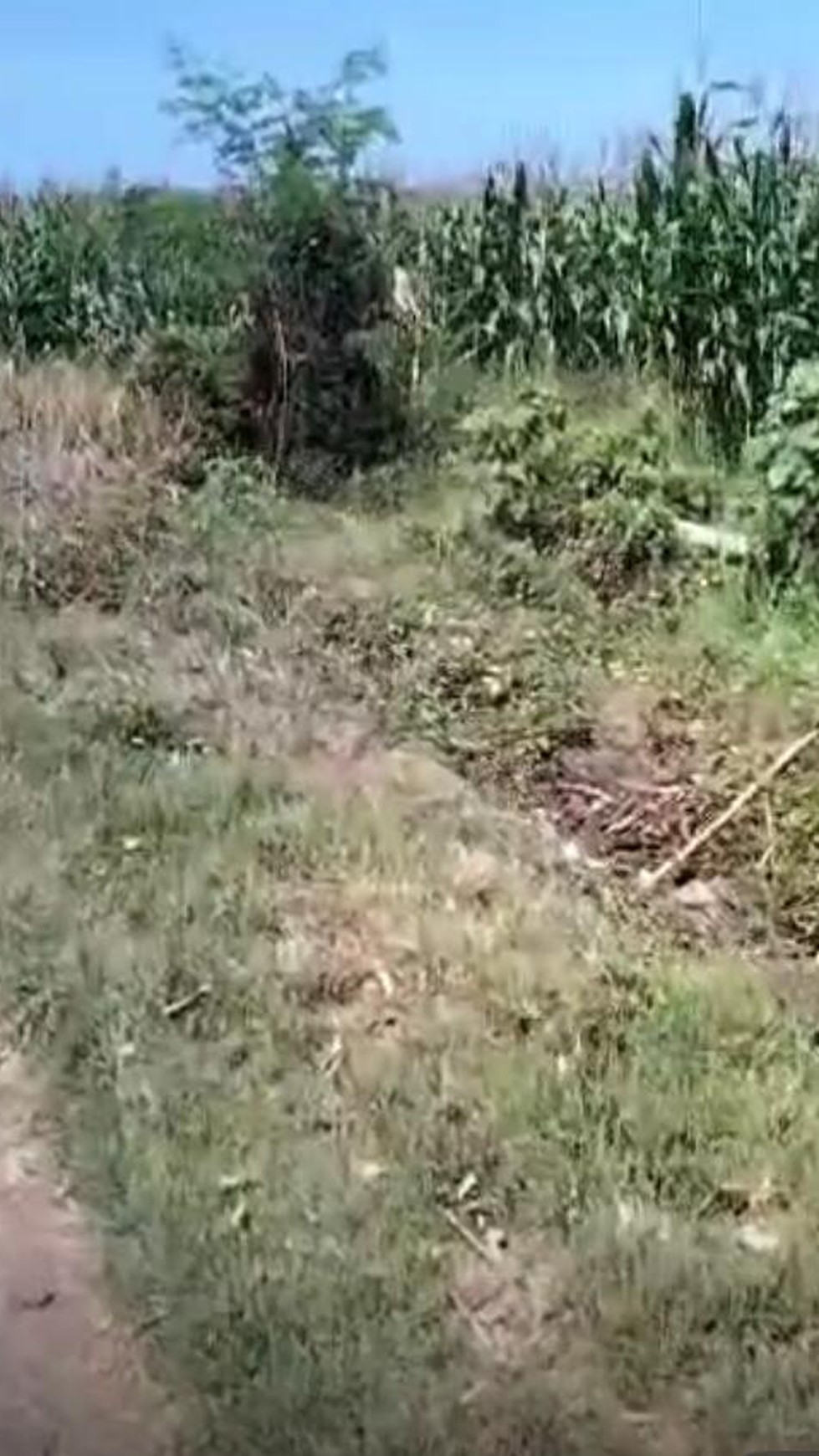Land Freehold 2955 Sqm Close to the Beach In Tabanan Bali Area