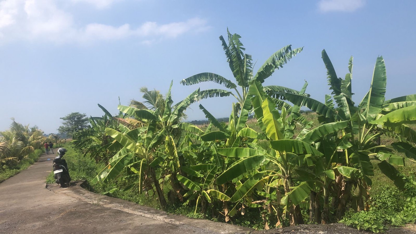 Land Freehold Ocean View in Tabanan Bali