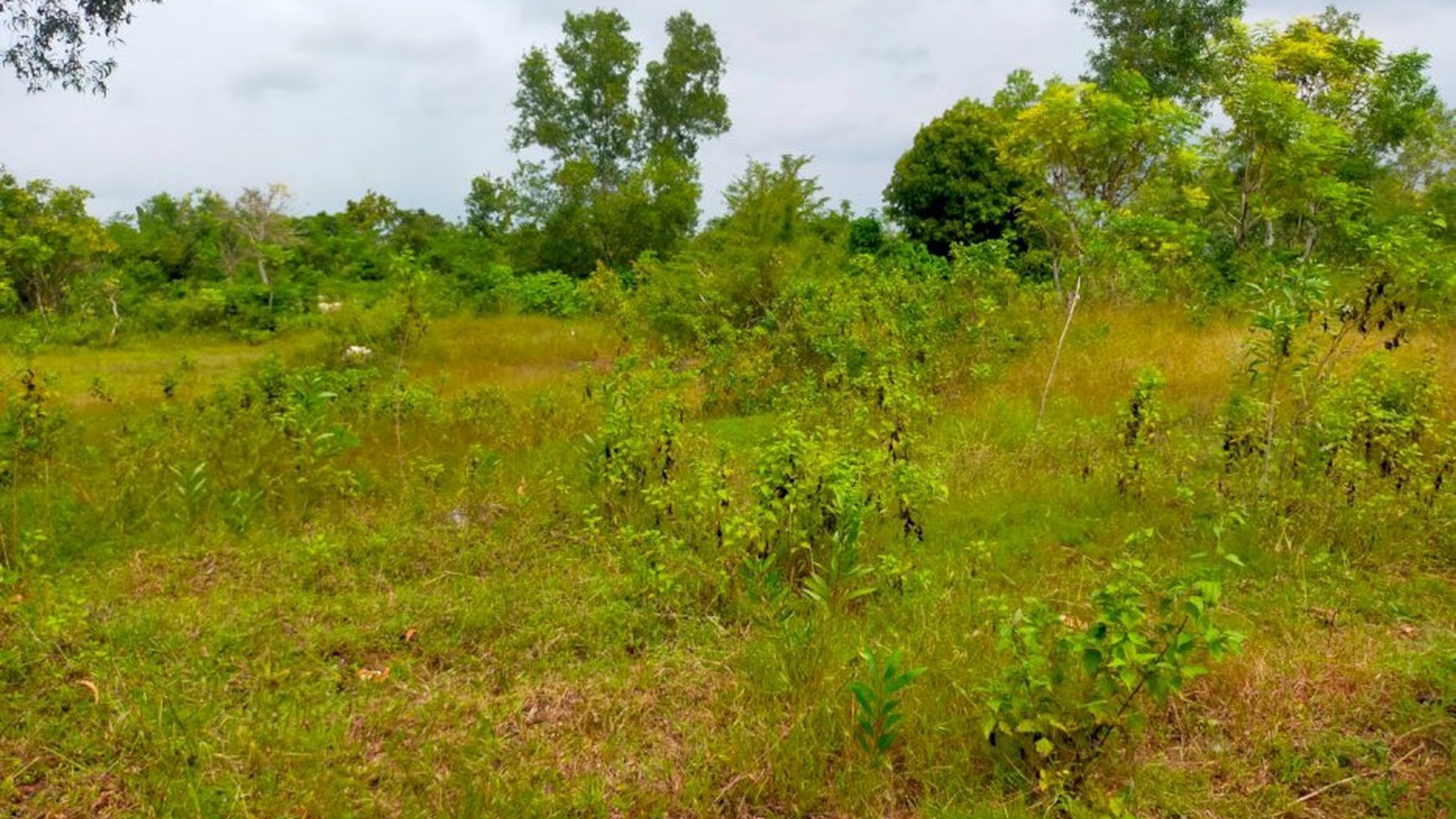 Di Sewa Cepat Lahan Komersial di JL TEUKU UMAR BARAT (MARLBORO) DENPASAR BALI