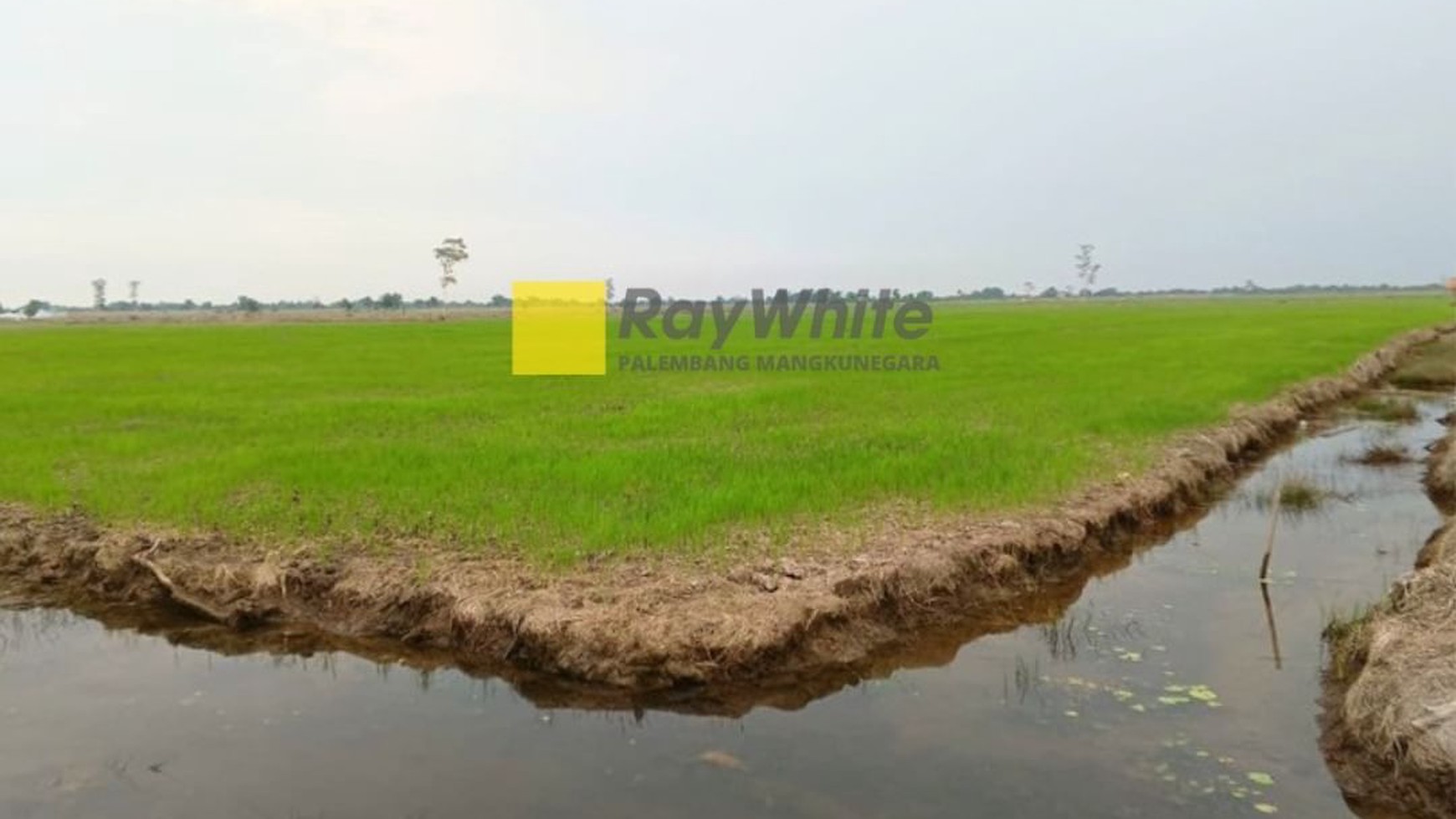 Tanah Dijual Cepat Tanjung Lago