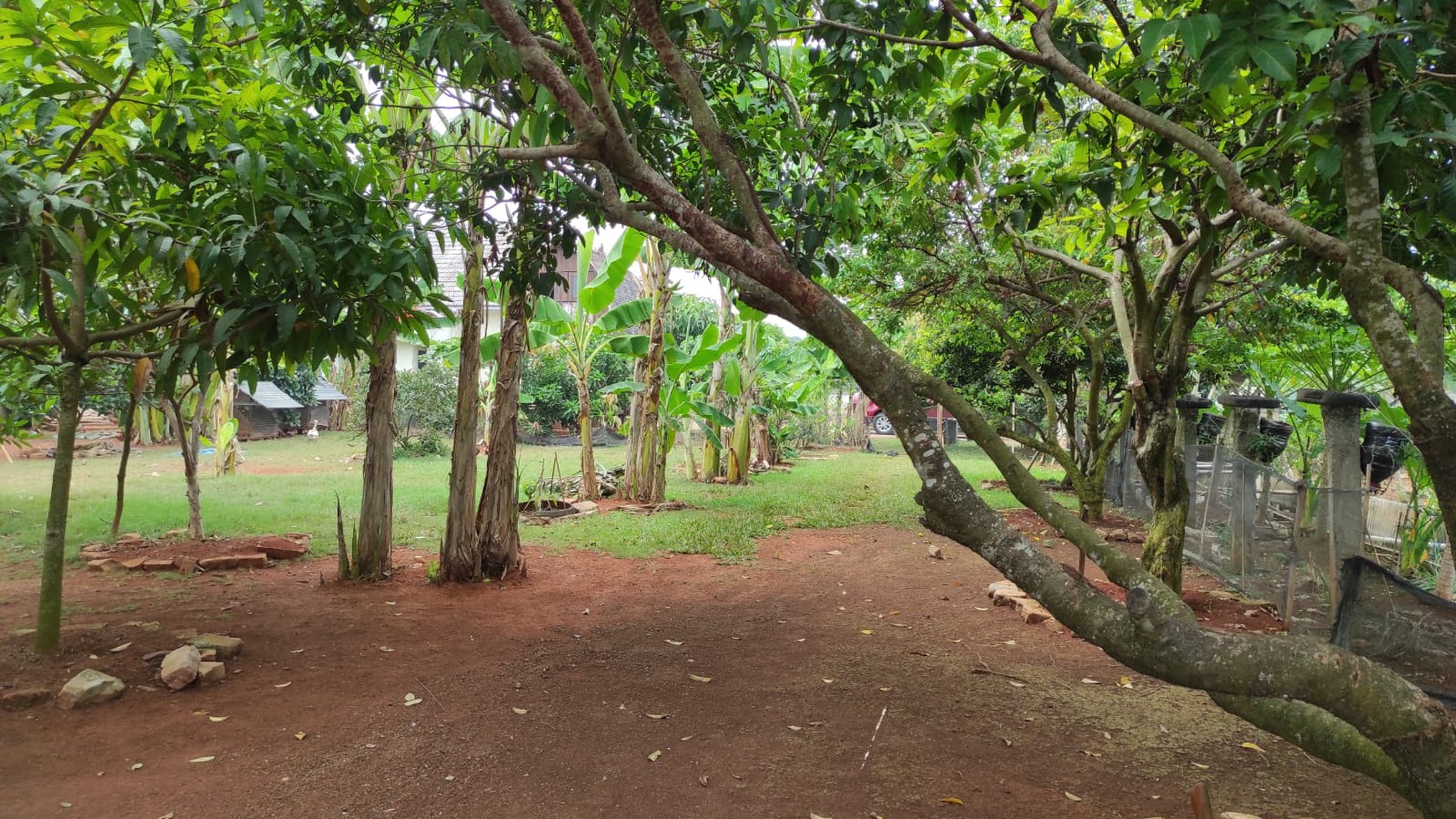 Rumah Asri dengan Kebun & Sawah Produktif - Hunian Nyaman, Investasi Menjanjikan di Srengseng Sukatani