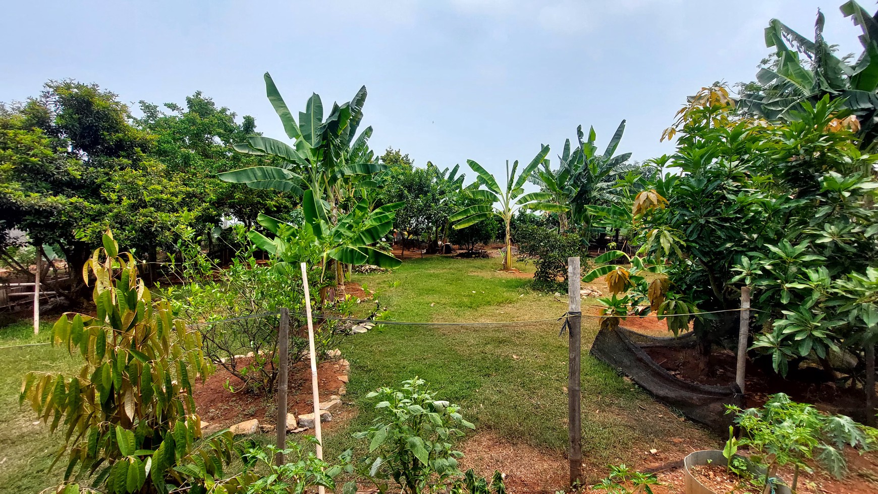 Rumah Asri dengan Kebun & Sawah Produktif - Hunian Nyaman, Investasi Menjanjikan di Srengseng Sukatani