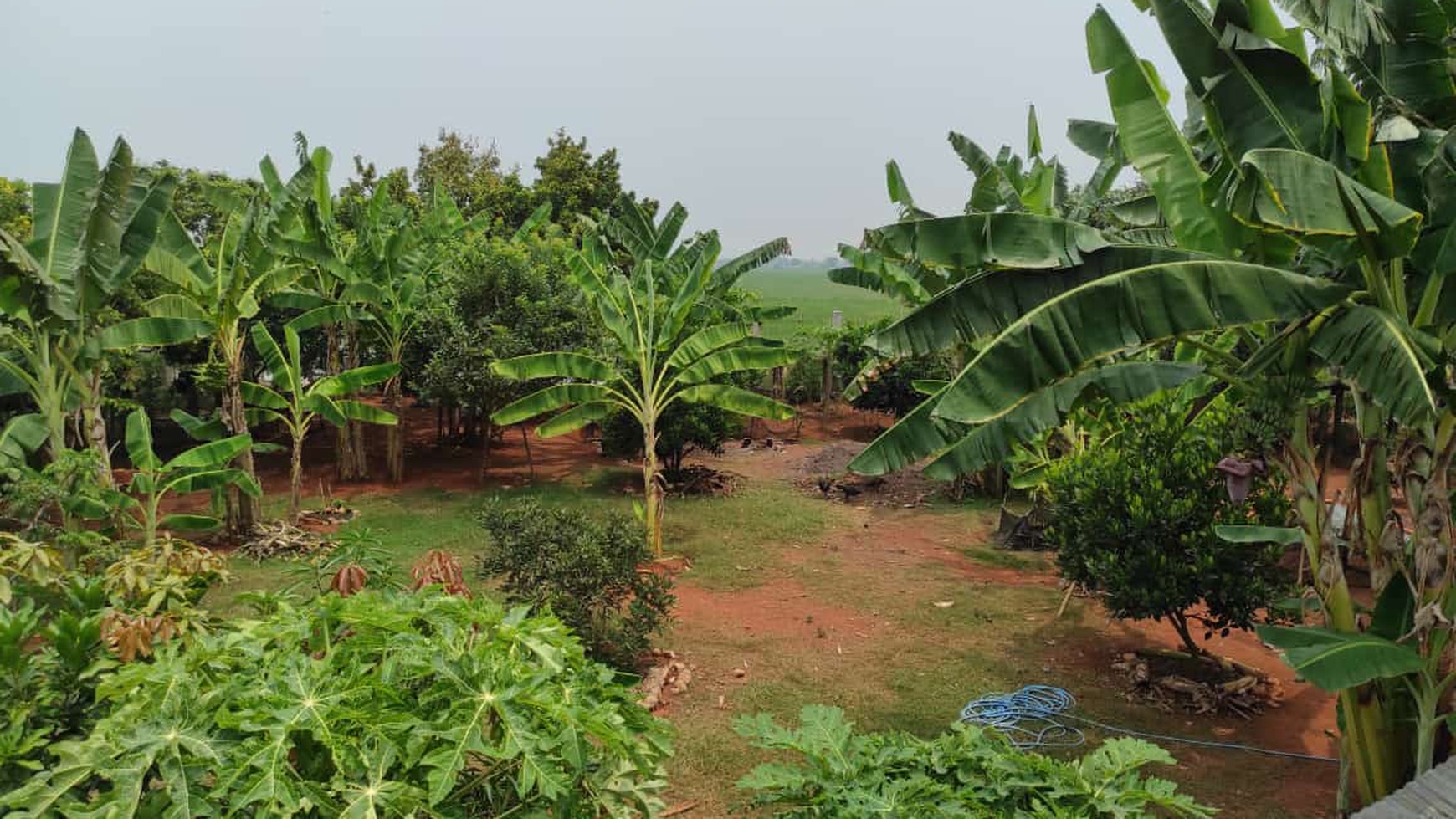 Rumah Asri dengan Kebun & Sawah Produktif - Hunian Nyaman, Investasi Menjanjikan di Srengseng Sukatani