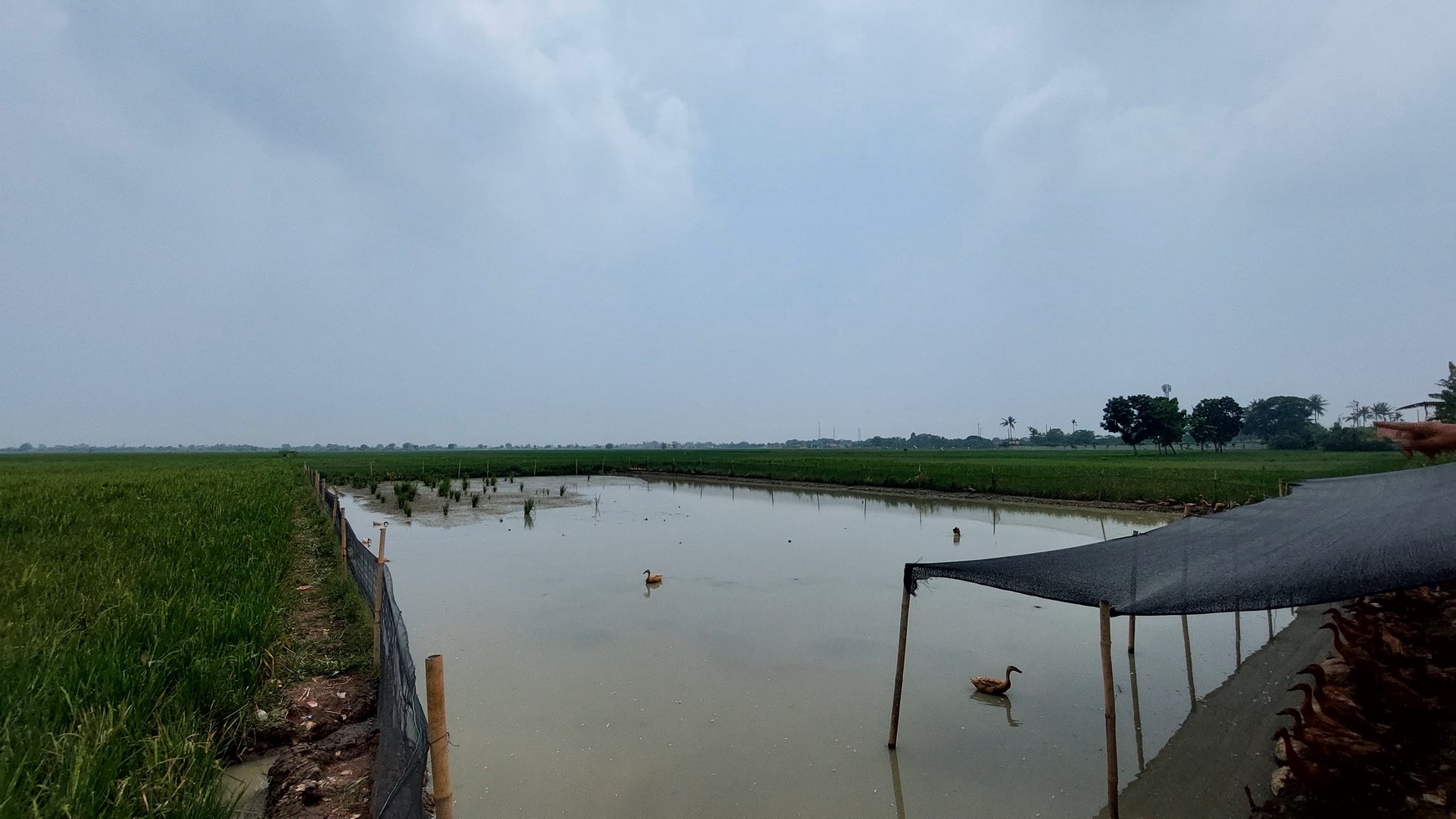 Rumah Asri dengan Kebun & Sawah Produktif - Hunian Nyaman, Investasi Menjanjikan di Srengseng Sukatani