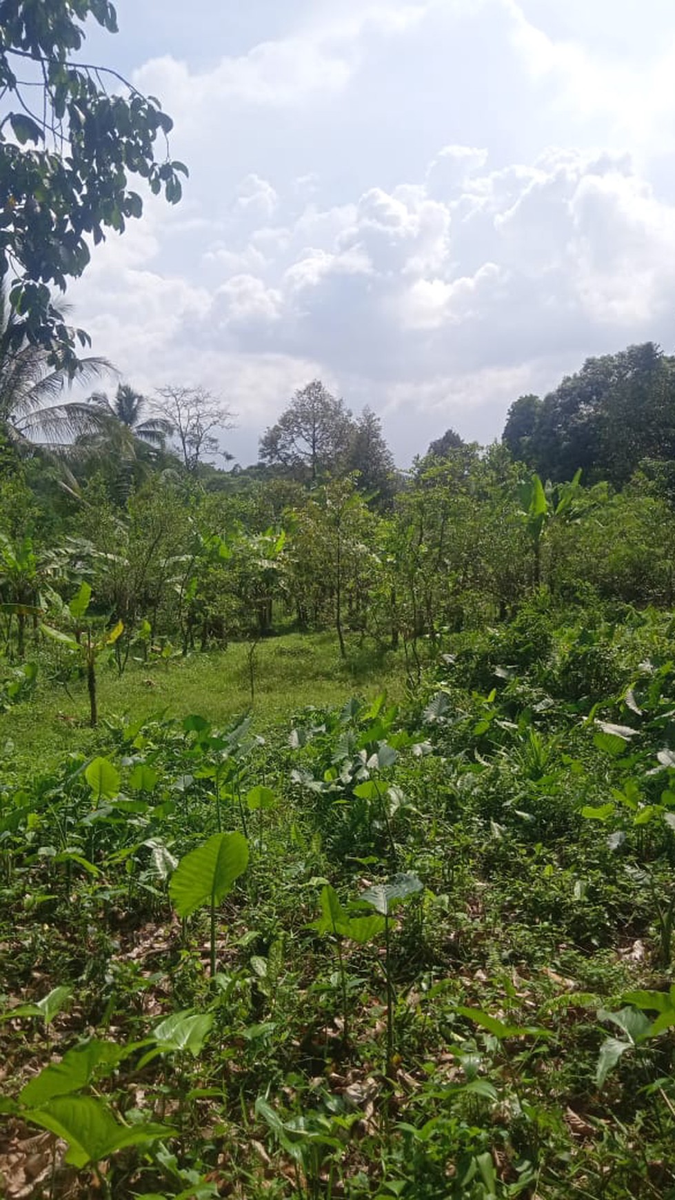 Tanah / Kavling Sangat Luas di Cigudeg 