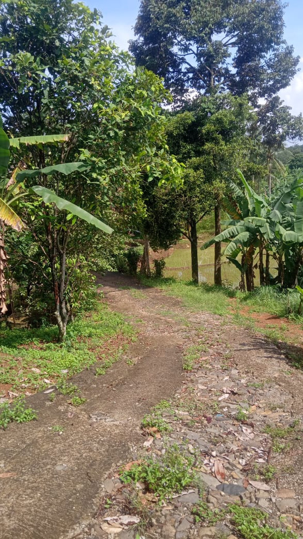 Tanah / Kavling Sangat Luas di Cigudeg 