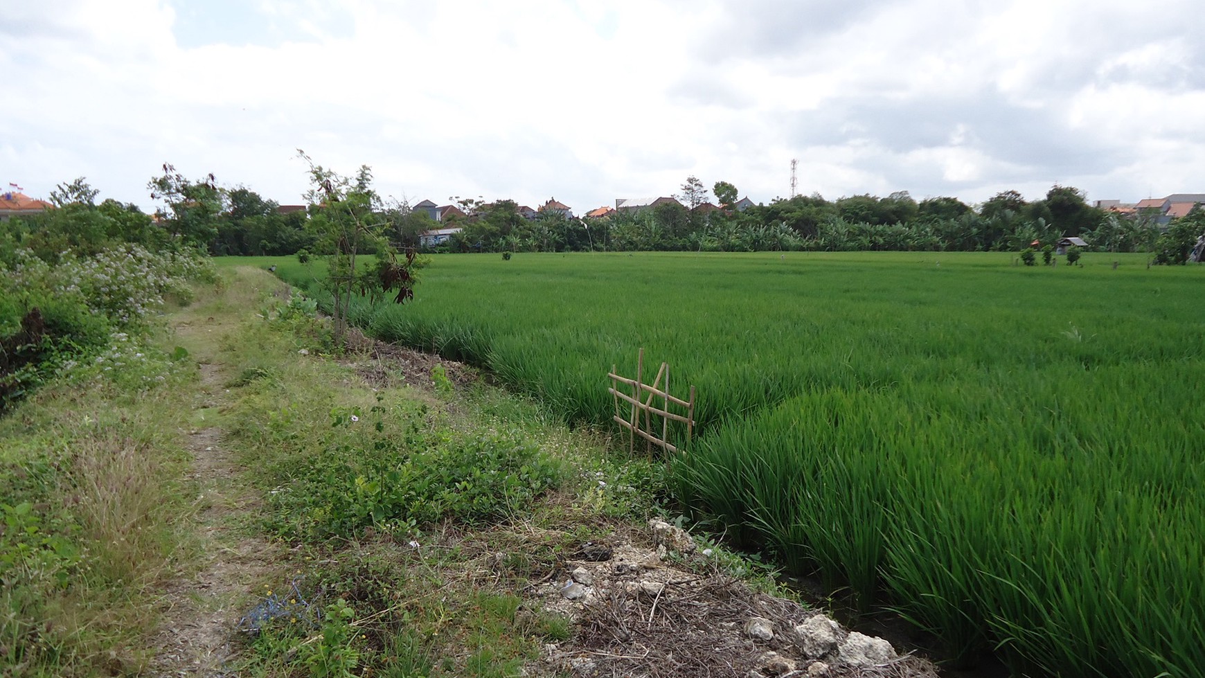 Freehold Land In Denpasar With Rice Field View Close To Kerobokan