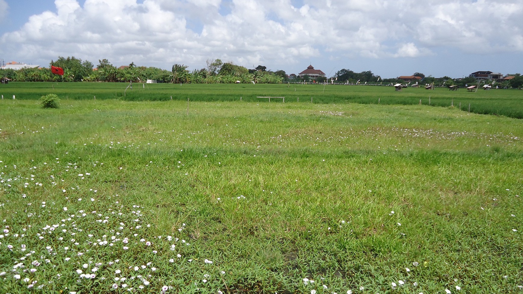 Freehold Land In Denpasar With Rice Field View Close To Kerobokan