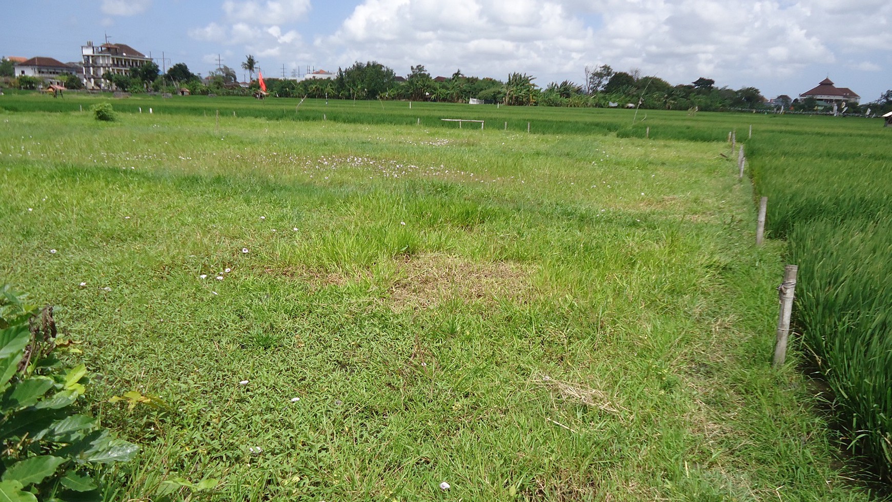 Freehold Land In Denpasar With Rice Field View Close To Kerobokan