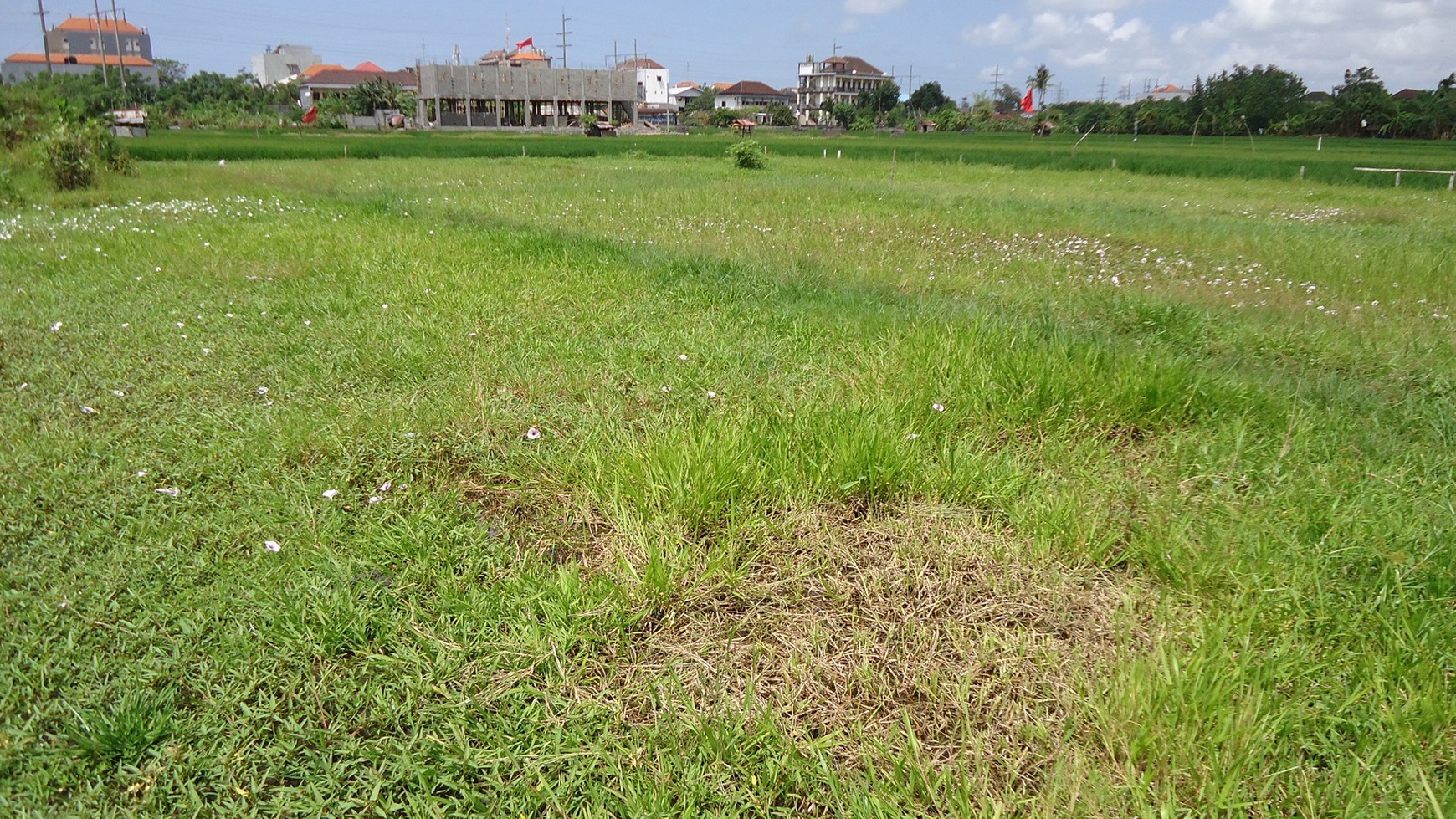 Freehold Land In Denpasar With Rice Field View Close To Kerobokan