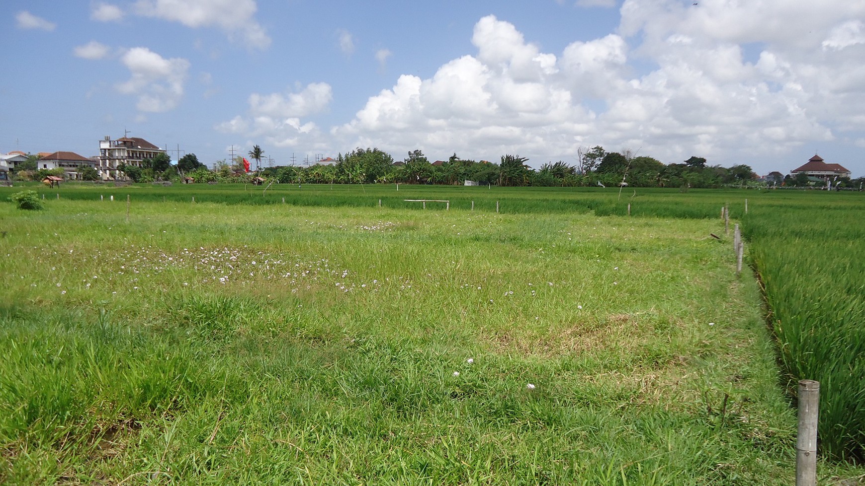 Freehold Land In Denpasar With Rice Field View Close To Kerobokan