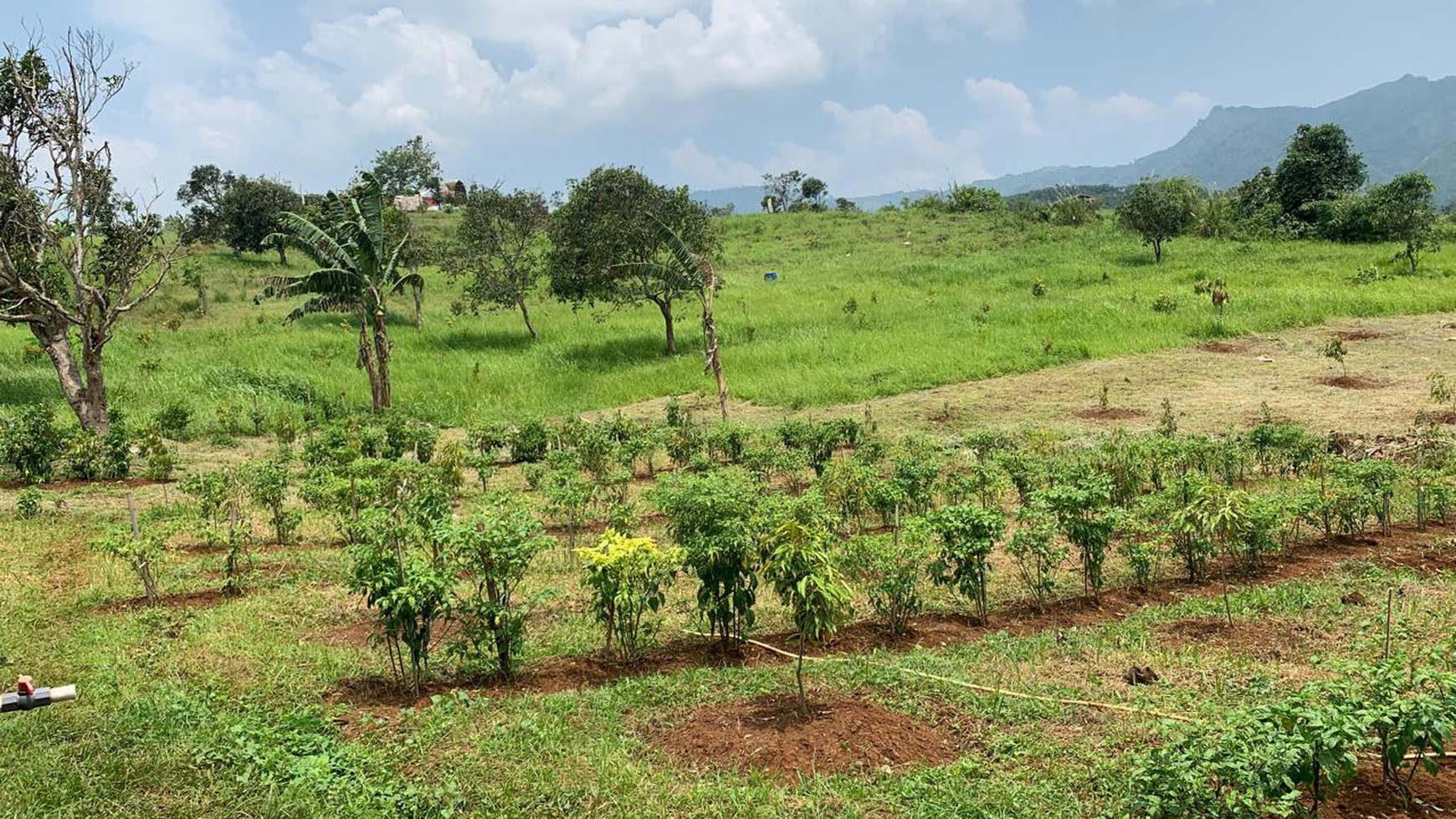 Kavling Siap Bangun Di Kiara Farm, Kebon Duren, Bantar Kalong Sukabumi