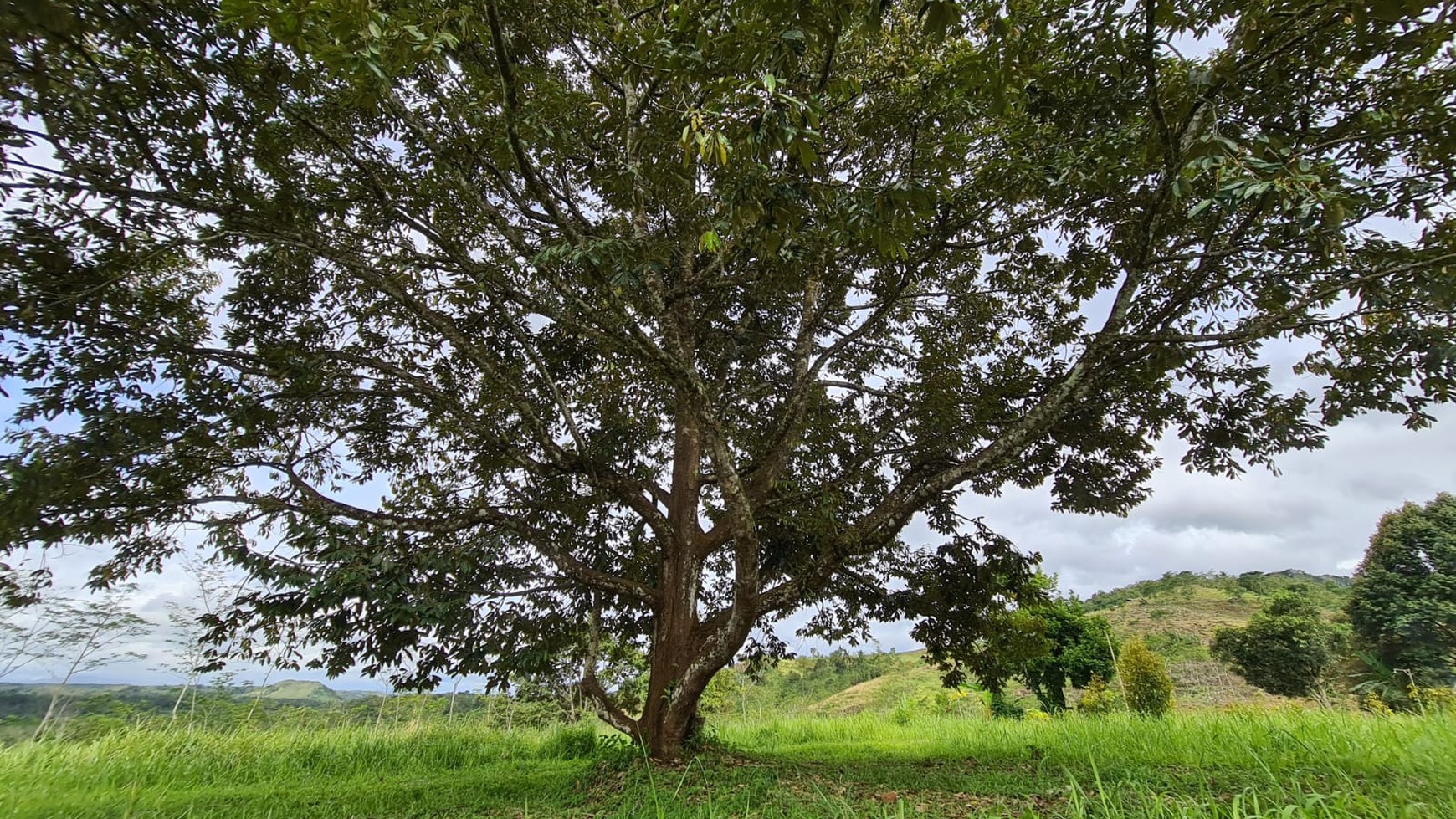 Kavling Siap Bangun Di Kiara Farm, Kebon Duren, Bantar Kalong Sukabumi