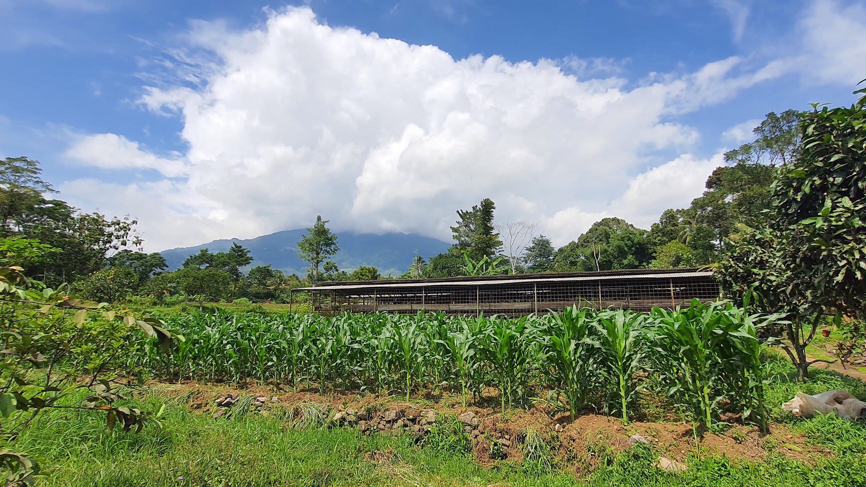 Lahan Perkebunan Seluas 1.6 Hektar di Cijeruk Bogor