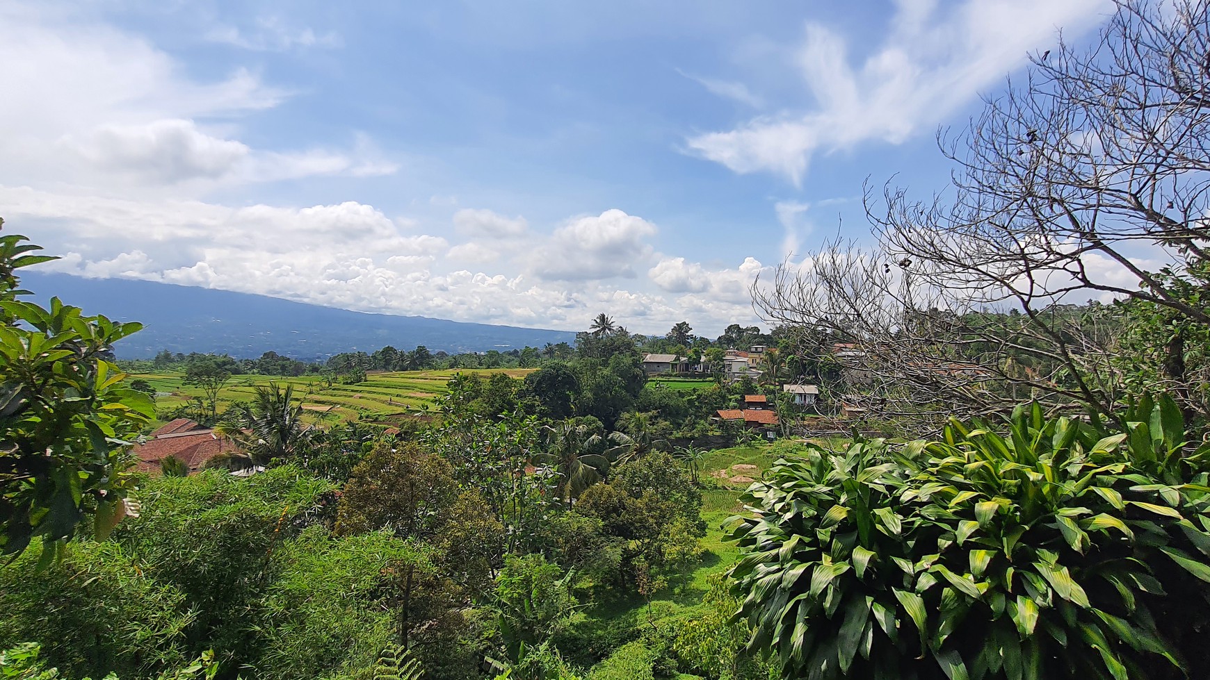 Lahan Perkebunan Seluas 1.6 Hektar di Cijeruk Bogor