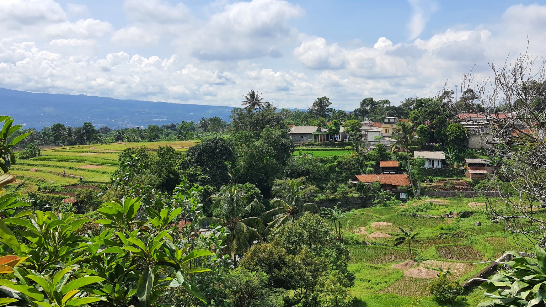 Lahan Perkebunan Seluas 1.6 Hektar di Cijeruk Bogor