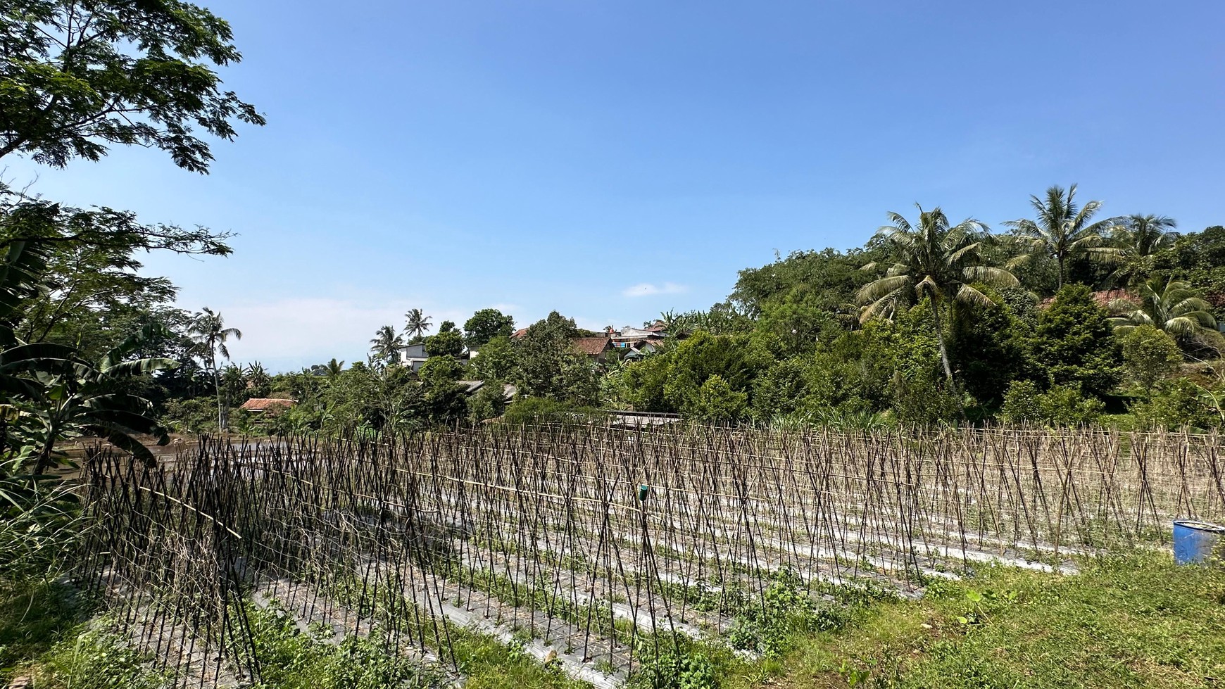 Lahan Perkebunan Seluas 1.6 Hektar di Cijeruk Bogor
