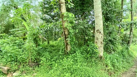Tanah Seluas 921 Meter Persegi Lokasi Turi Sleman 