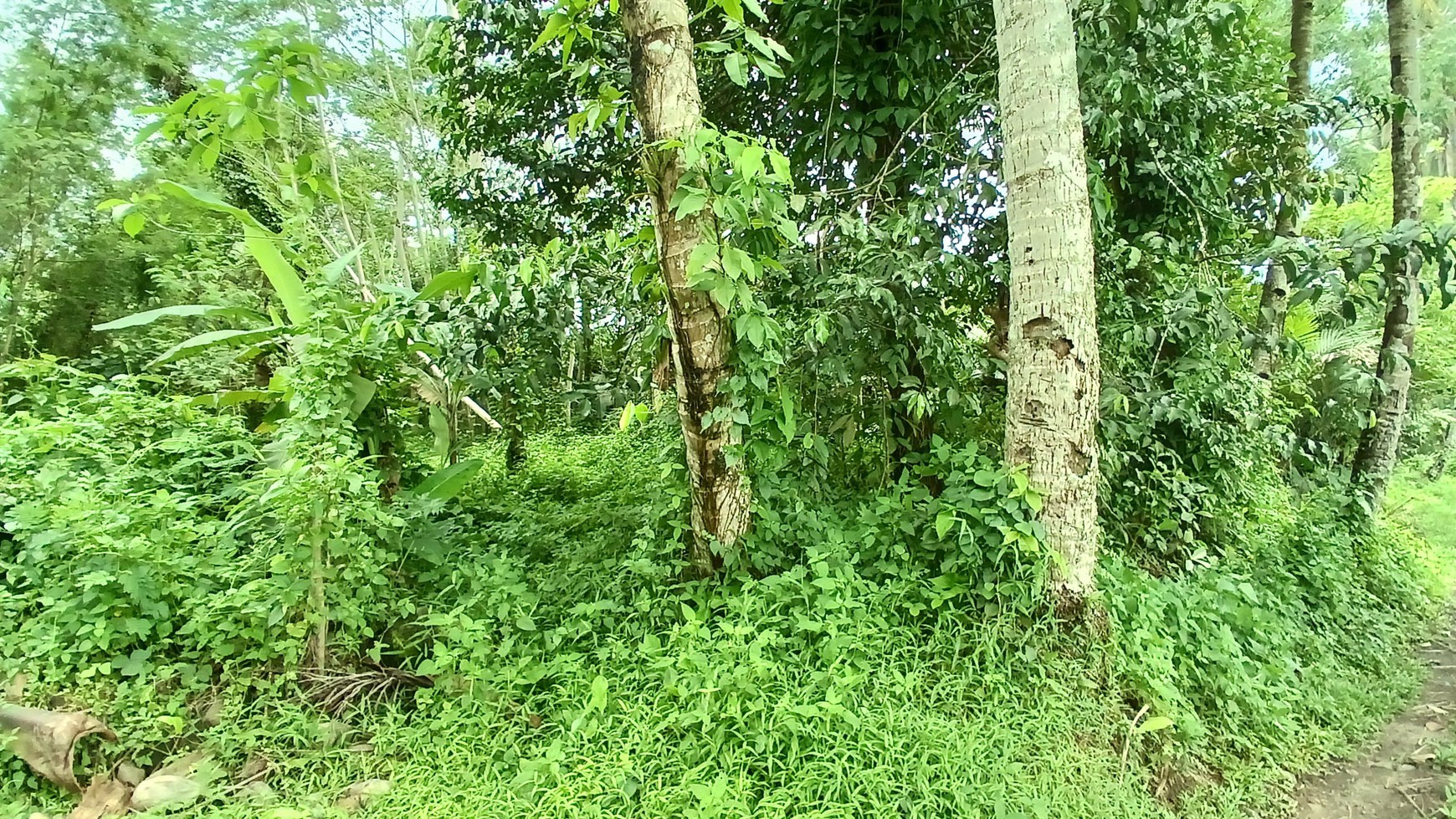 Tanah Seluas 921 Meter Persegi Lokasi Turi Sleman