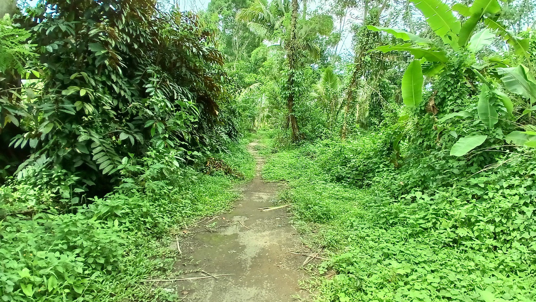 Tanah Seluas 921 Meter Persegi Lokasi Turi Sleman