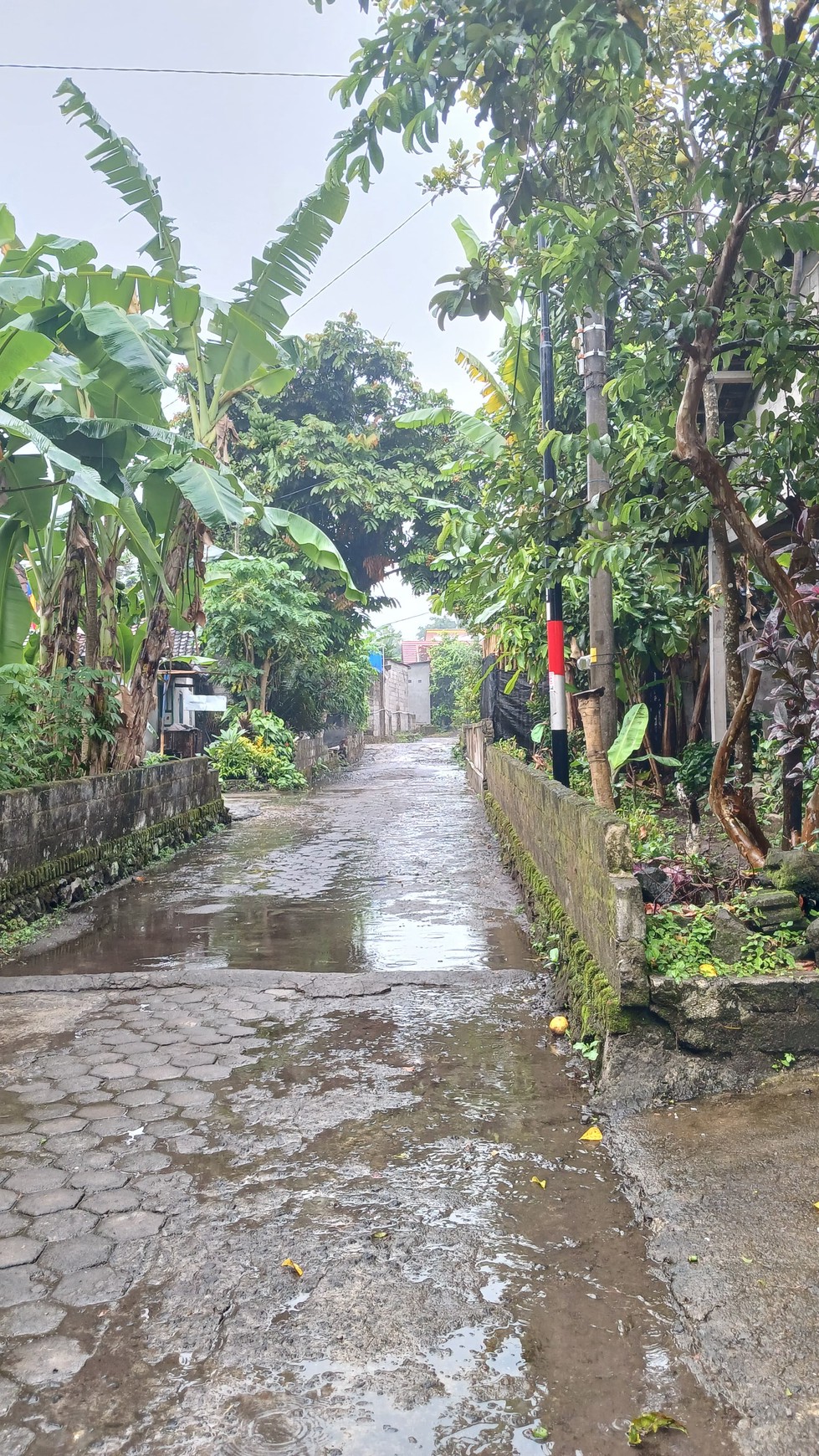 Tanah Pekarangan Luas 140 Meter Persegi Lokasi Pandowoharjo Sleman