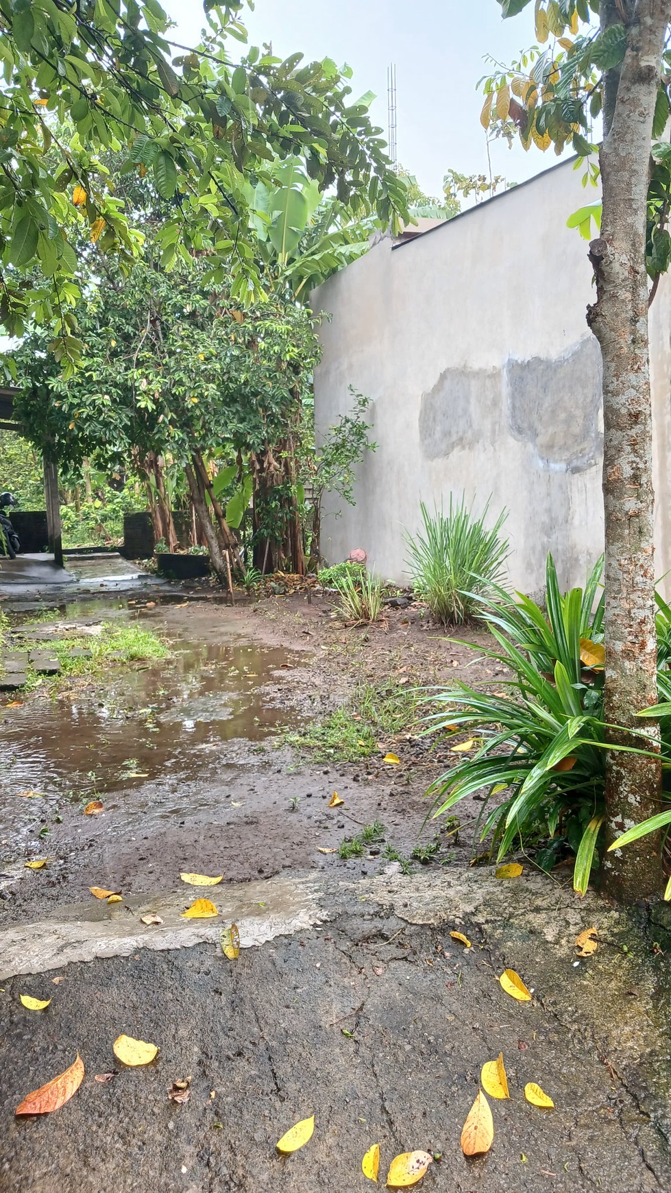 Tanah Pekarangan Luas 140 Meter Persegi Lokasi Pandowoharjo Sleman