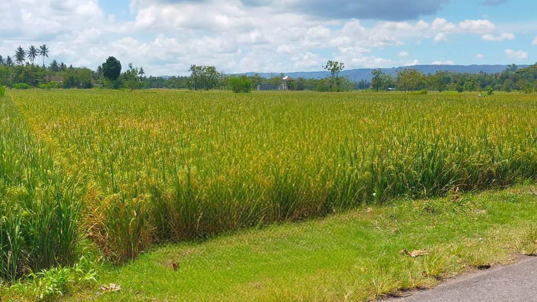 Tanah Sawah Di Jl Bantul Dekat RS Universitas Islam Indonesia