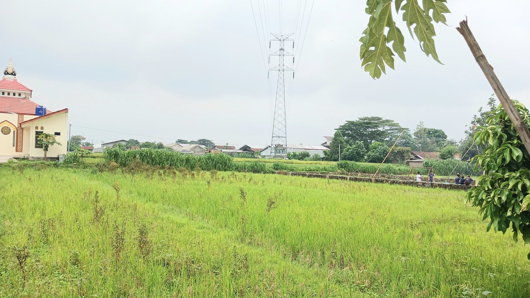 Tanah Sawah Lokasi Strategis Dekat Pasar Hewan PASTY Dongkelan Bantul