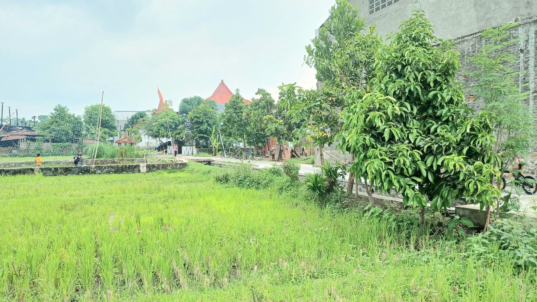 Tanah Sawah Lokasi Strategis Dekat Pasar Hewan PASTY Dongkelan Bantul