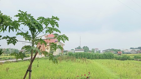 Tanah Sawah Lokasi Strategis Dekat Pasar Hewan PASTY Dongkelan Bantul 