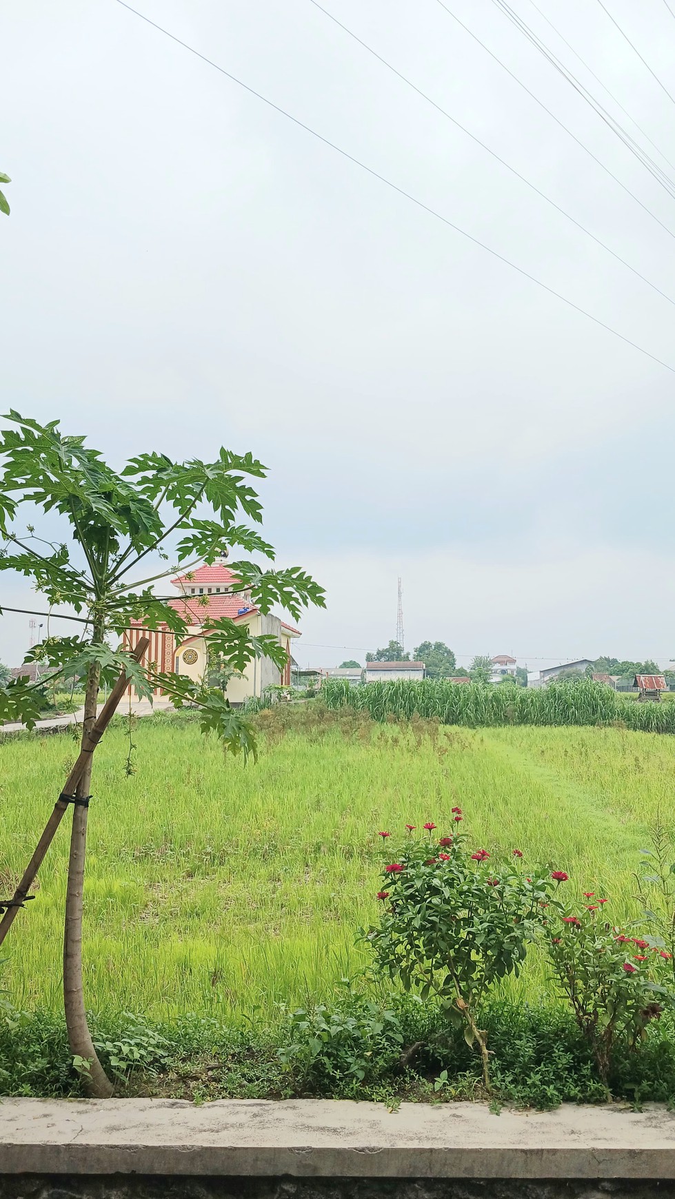 Tanah Sawah Lokasi Strategis Dekat Pasar Hewan PASTY Dongkelan Bantul