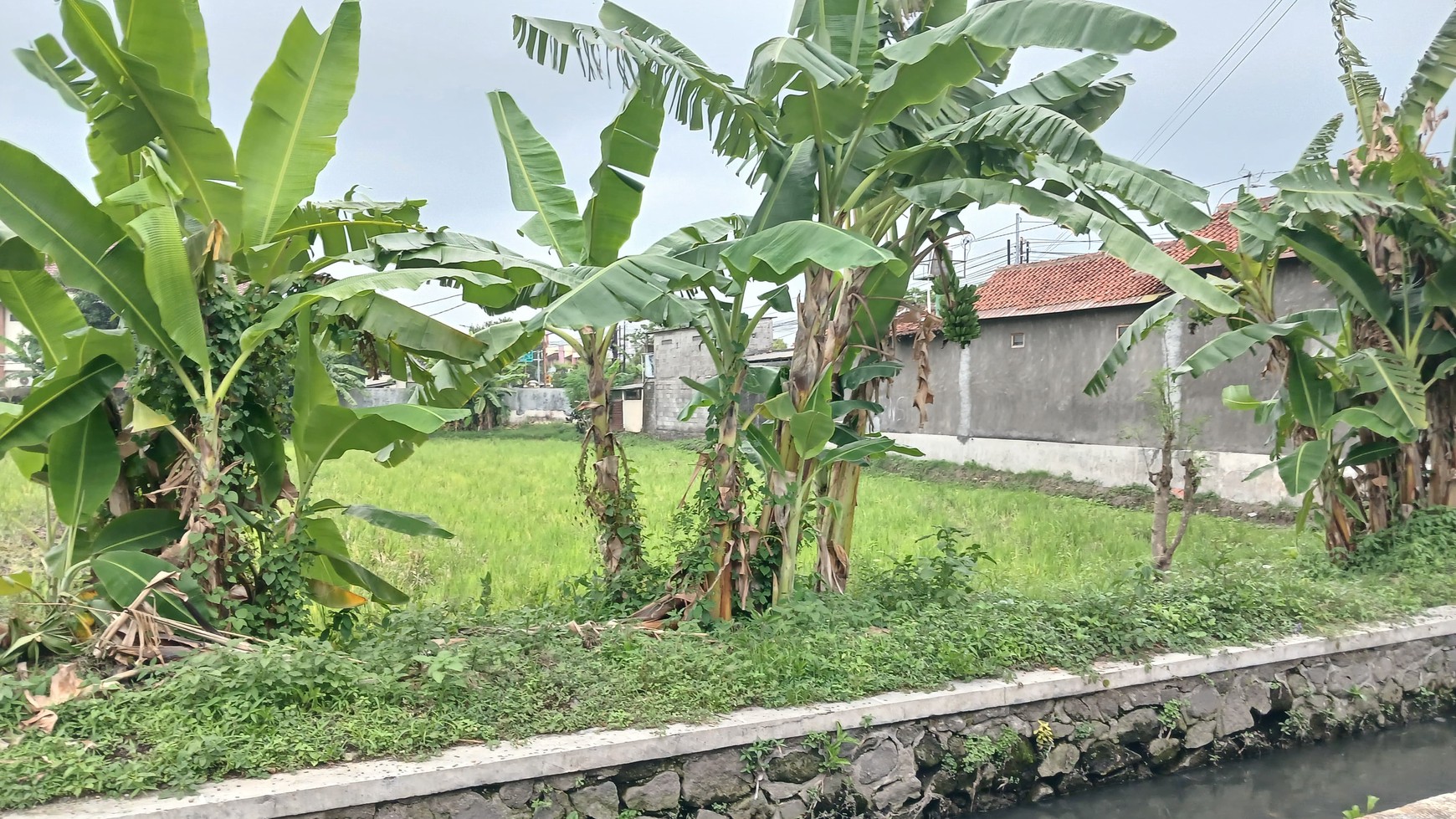 Tanah Sawah Luas 1088 Meter Persegi Lokasi Jl Ring Road Selatan, Dongkelan Bantul