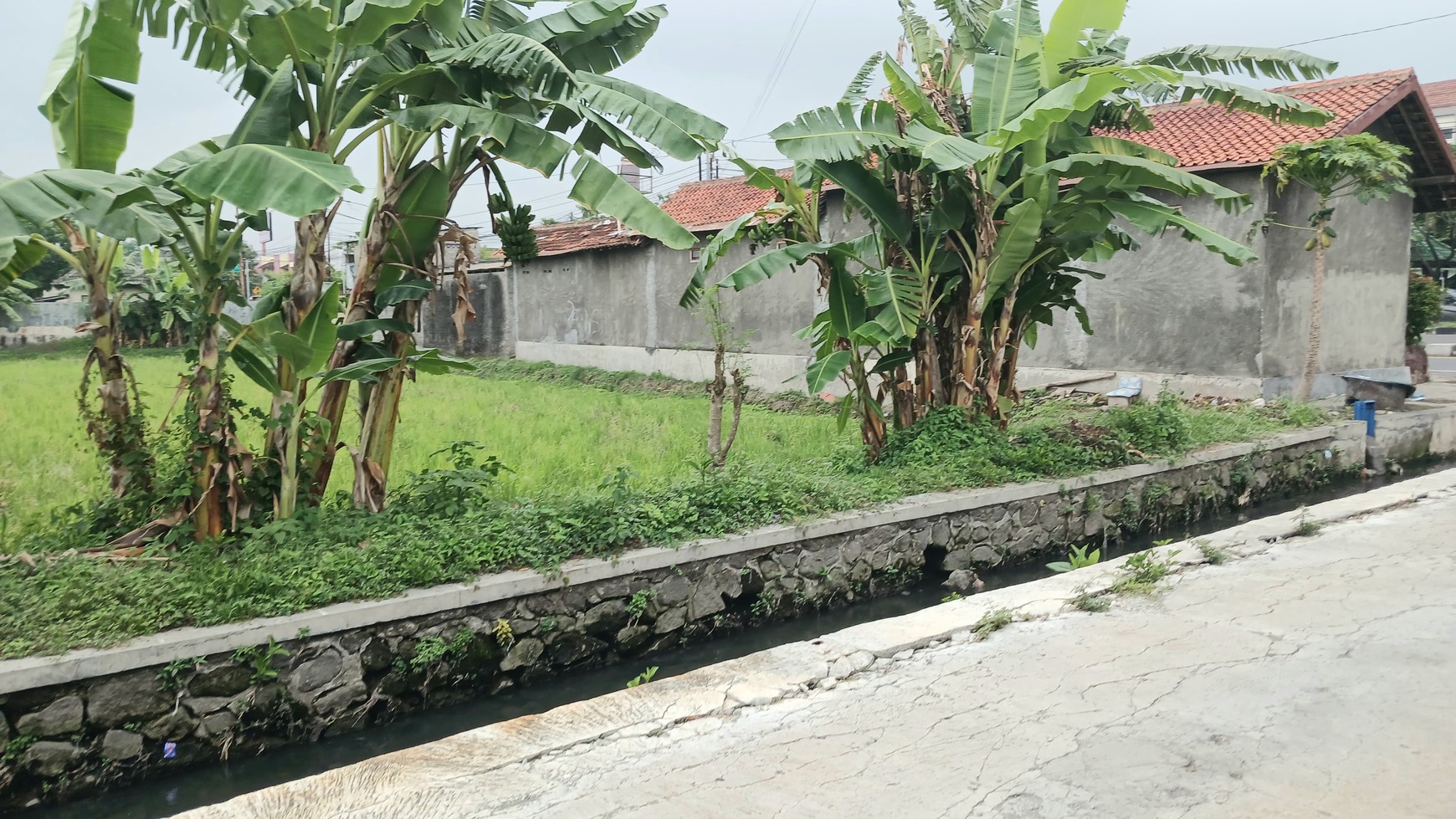 Tanah Sawah Luas 1088 Meter Persegi Lokasi Jl Ring Road Selatan, Dongkelan Bantul