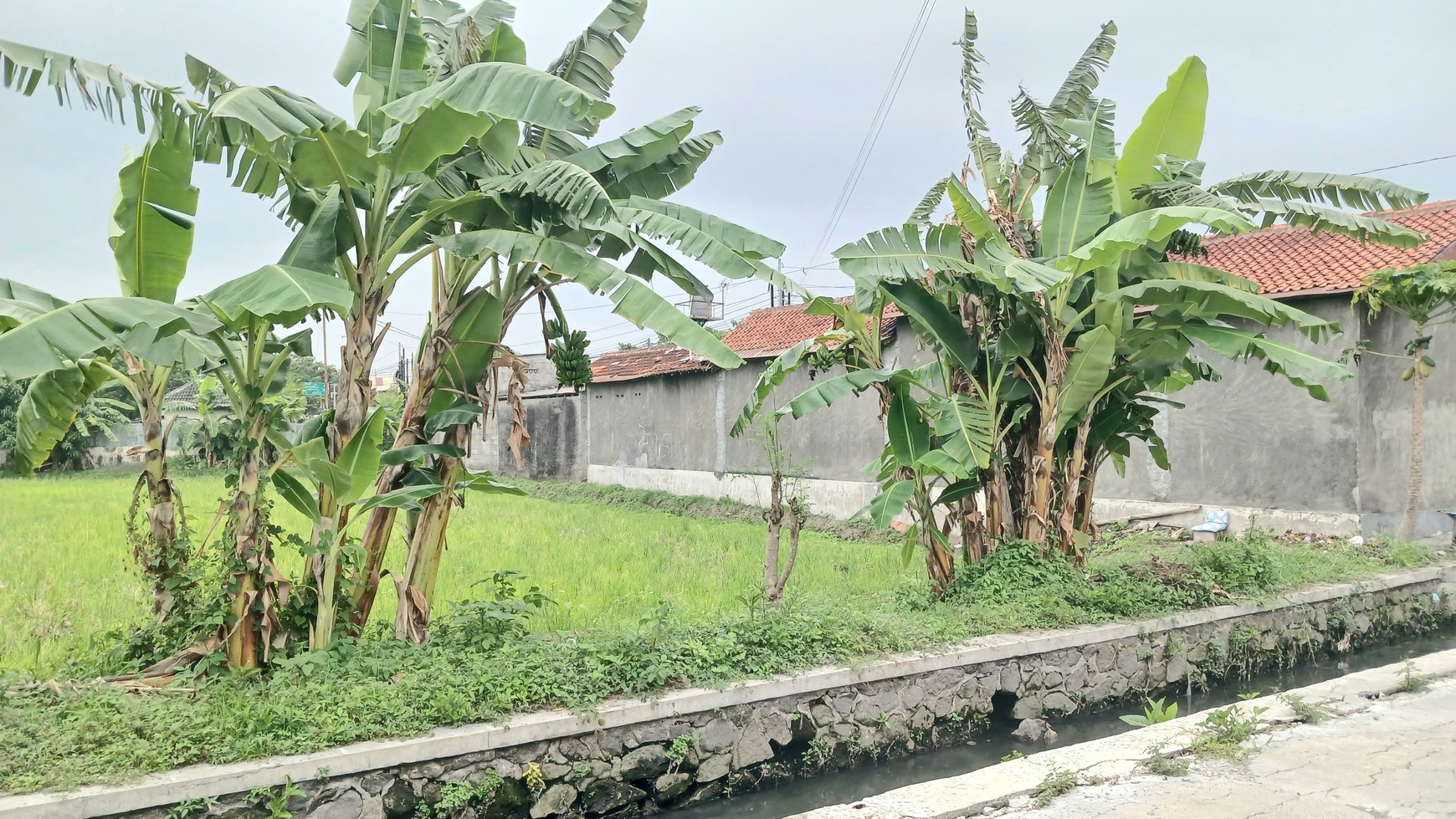 Tanah Sawah Luas 1088 Meter Persegi Lokasi Jl Ring Road Selatan, Dongkelan Bantul